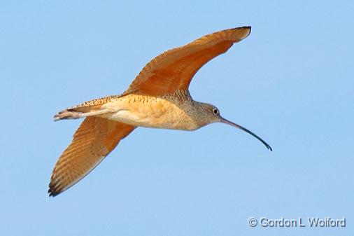 Long-billed Curlew In Flight_33433.jpg - Long-billed Curlew (Numenius americanus) photographed along the Gulf coast near Port Lavaca, Texas, USA.